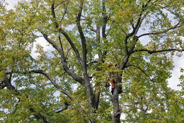 Trusted Lake City, PA Tree Services Experts